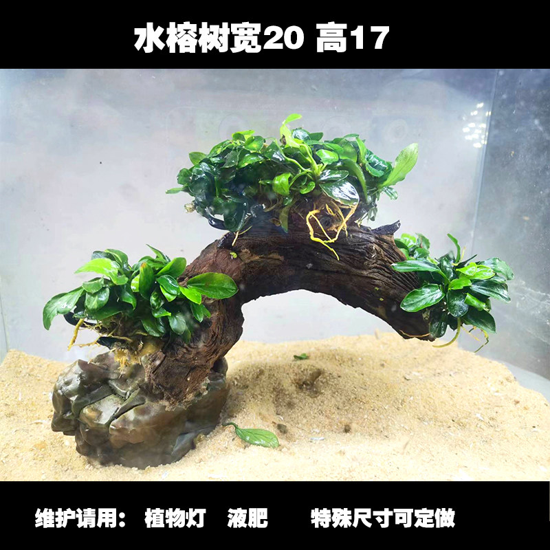 老桩水草莫斯水榕沉木树草缸鱼缸雨林缸造景装饰淡水新手懒人水草