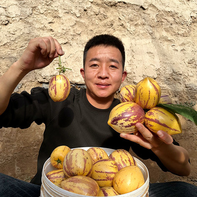 顺丰甘肃人参果大果5斤包邮民勤黄肉人生果长果圆果新鲜水果