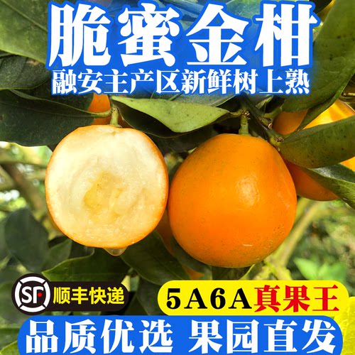 正宗融安脆蜜金桔/礼盒装/发顺丰