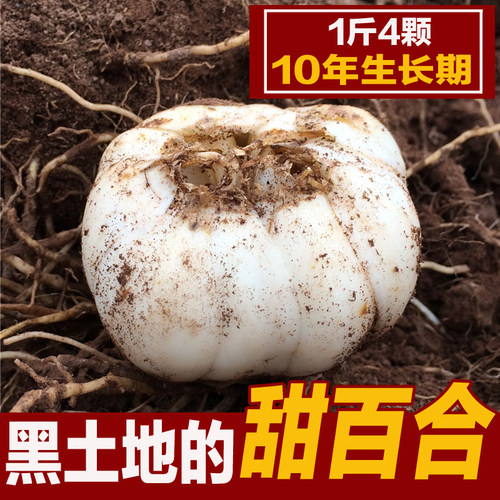 甘肃特产兰州新鲜甜百合500克包邮农家食用非特级百合干 - 封面