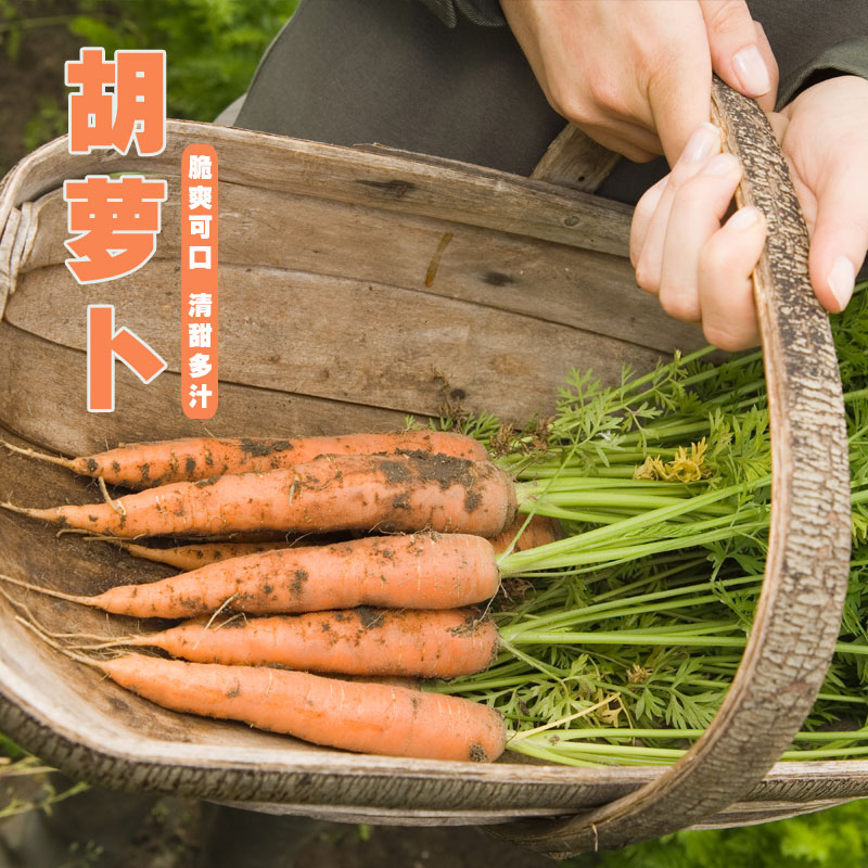 密云农家自种土地1斤新鲜蔬菜