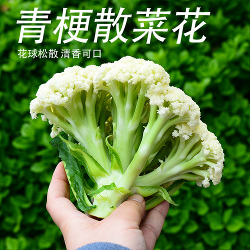 密云基地自产新鲜菜花绿色花椰菜