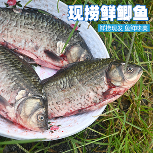 密云新鲜鲫鱼毛重2斤装每天现捞现发鱼鲜味美肉质细嫩适合煲汤