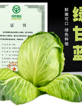 本地农家自种蔬菜新鲜圆白菜400-600g饱满绿甘蓝绿色认证农场直供