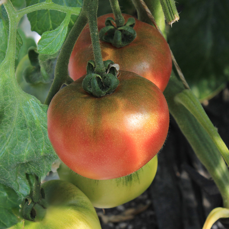 农家草莓柿子绿腚西红柿1斤装 新鲜水果番茄孕妇儿童生吃绿色认证,水产肉类/新鲜蔬果/熟食,番茄,淘宝优惠券,粉丝福利购,淘宝优惠卷