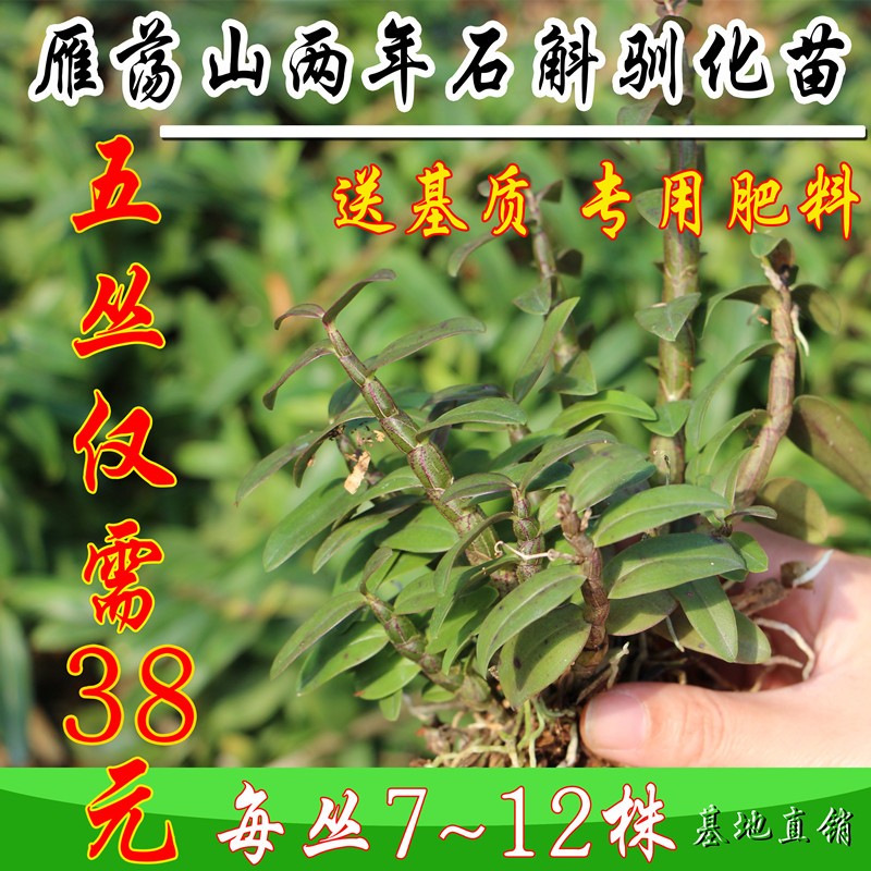 铁皮石斛室外美观产地直销