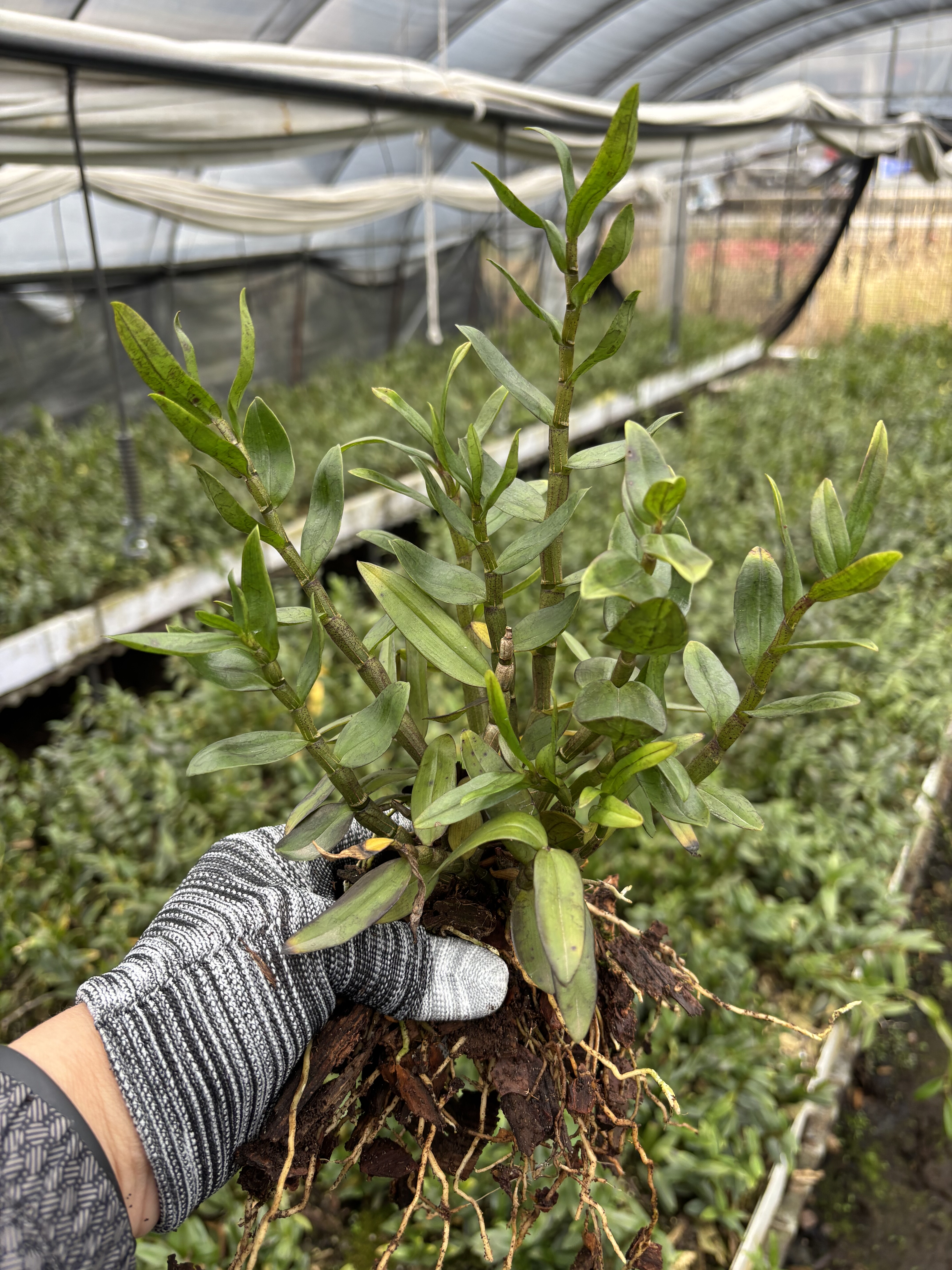浙江雁荡山铁皮石斛一年半驯化苗花卉盆景种植基地批发