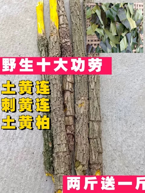 野生土黄连木黄莲十大功劳  木黄连 刺黄苓 土黄柏 500克整根发货