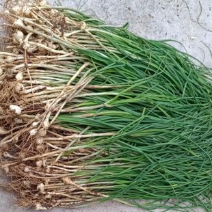 桂林新鲜野葱野菜现挖小根蒜胡葱野生葱百香葱苦藠头薤白可做种苗