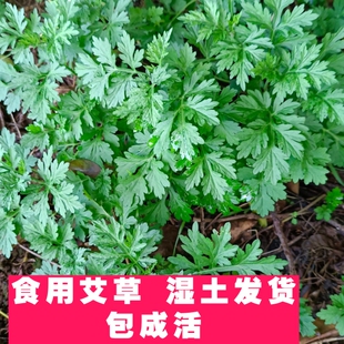 野生艾草苗种植艾叶艾嵩苗药用食用糍粑生艾青团艾草新鲜四季盆栽