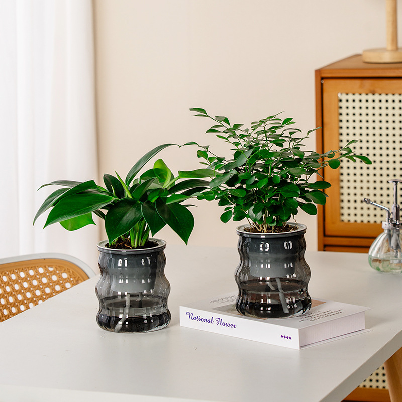 懒人树脂透明水培土养花盆