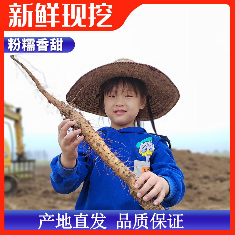 焦作温县垆土铁棍山药新鲜现挖