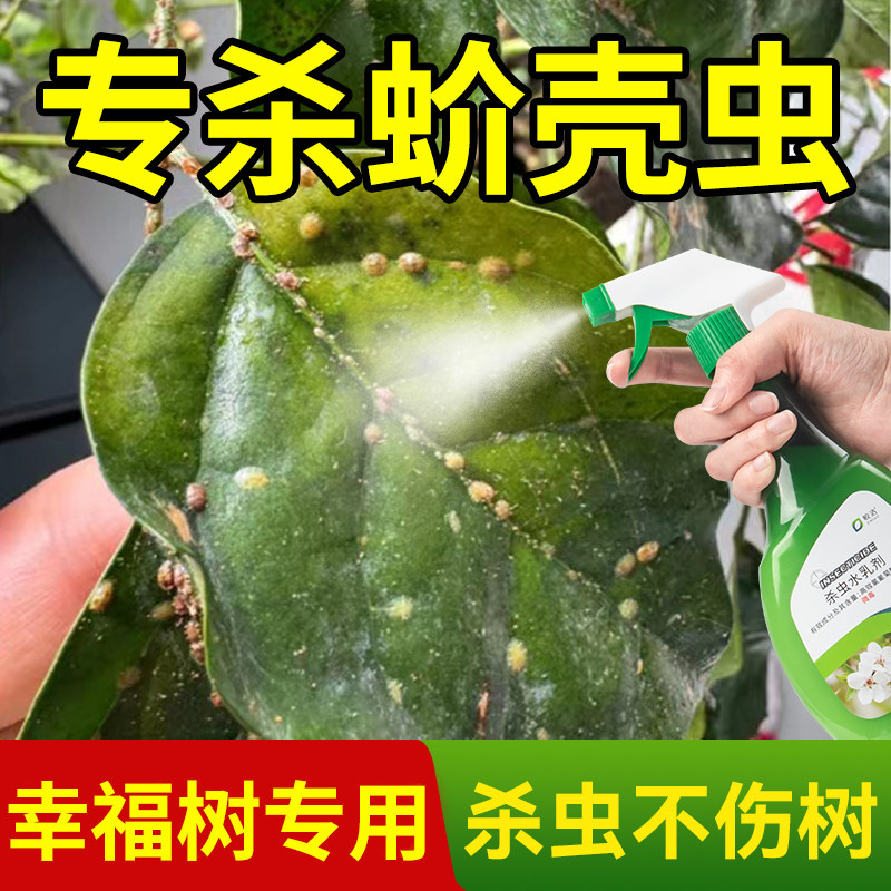 幸福树杀虫药介壳虫蚧壳虫蚜虫芽虫绿植杀虫剂花卉植物除虫专用药