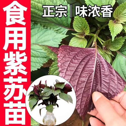 大叶紫苏苗秧四季食用双面紫苏种子阳台盆栽春秋庭院绿植香草种籽