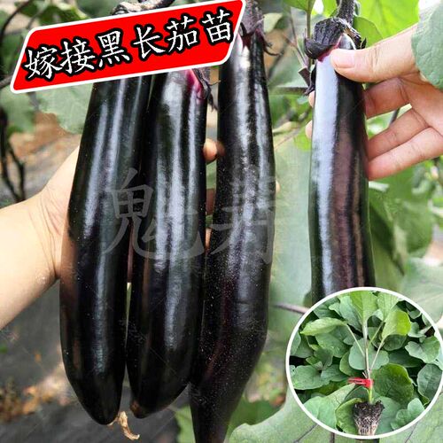 高产抗病寿光嫁接茄子苗紫黑圆茄黑宝黑帅大龙长茄秧苗杭茄盆栽