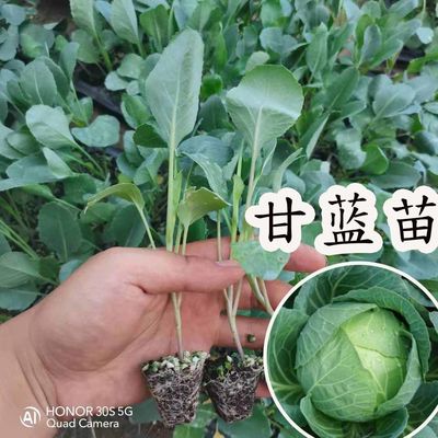 绿甘蓝苗紫甘蓝包心菜苗种籽高产大田种植卷心菜大头菜盆栽苗包活