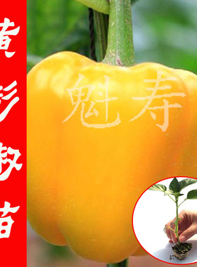 彩色黄色甜椒苗辣椒种籽种子孑阳台四季盆栽灯笼椒蔬菜种苗籽种