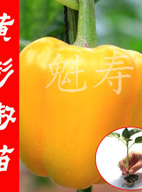 彩色黄色甜椒苗辣椒种籽种子孑阳台四季盆栽灯笼椒蔬菜种苗籽种