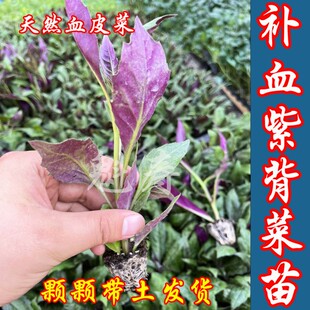 紫背菜苗紫背天葵种苗观音菜秧苗血皮菜苗蔬菜苗辣椒苗番茄苗秧子