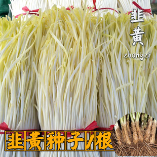 黄韭王黄韭菜根秧韭黄种子韭黄种籽早熟高产韭芽盆栽四季蔬菜孑