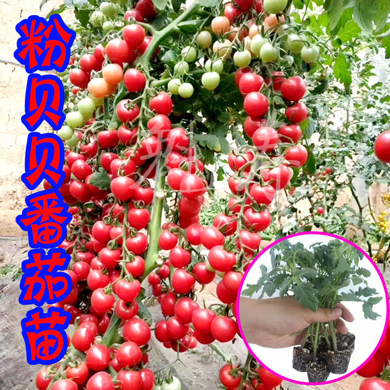 粉贝贝小番茄种子秧苗超甜圣女果大棚种植专用高产早熟四季阳台春