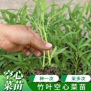竹叶空心菜种子苗秧带根春季种通心菜幼苗四季阳台盆栽蔬菜种籽孑