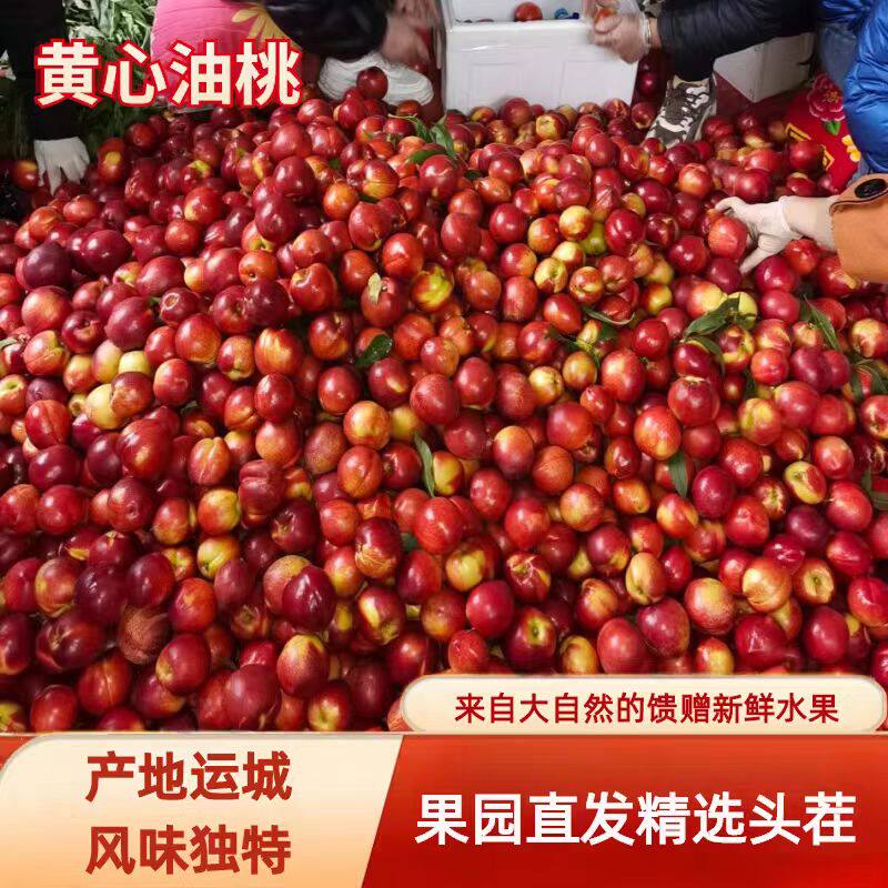现摘新鲜山西油桃5斤整箱当季