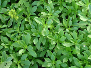 野菜盆栽易成活 养心菜苗景天三七高钙菜费菜救心菜养生蔬菜苗四季
