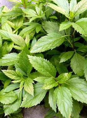 商丘特产清明节传统节日用