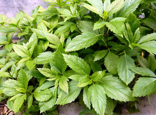 商丘特产清明节传统节日用