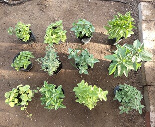 食用香草多品种薄荷 植物盆栽苗 柠檬胡椒香水糖果薄荷茶包邮易活