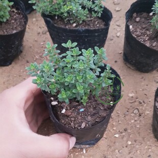 柠檬百里香法国百里香盆栽小苗 厨房香草料理芳香植物驱蚊可食