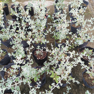 银叶仓鼠盆栽苗 观叶绿植小花银色多年生灌木耐热耐晒 原土球发货