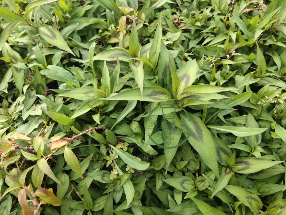 香蓼苗 鱼生草 香柳苗 辣蓼云南傣味香料 叻沙叶带原土发货易成活