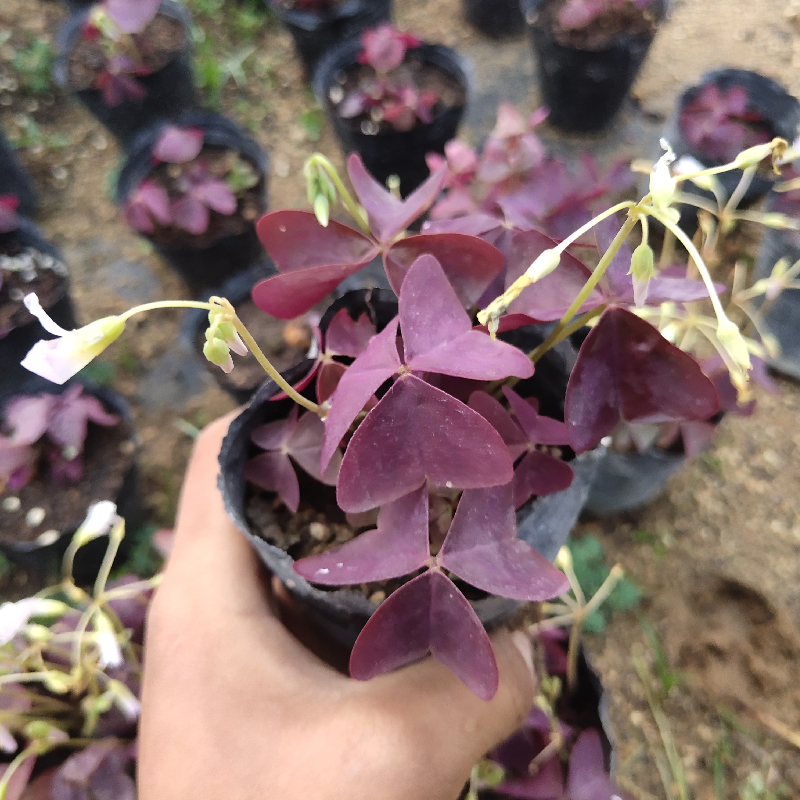 紫叶酢浆草紫色紫花盆栽苗幸运草