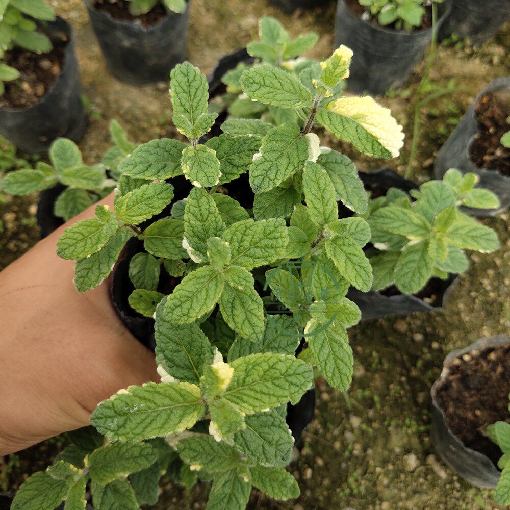 夏季清凉植物薄荷盆栽苗庭院新奇绿植凤梨薄荷原土发货可食用