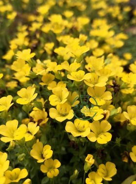 金莎草盆栽苗 黄色小花 花期超长护盆草地被植物原土发 易活 包邮