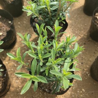 木本薄荷冬季香薄荷盆栽植物花苗庭院绿植可食用香草植物泡茶炖汤