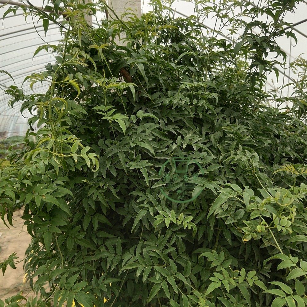 庭院爬藤植物多花盆栽一盆包邮