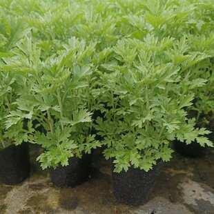 艾草苗艾蒿苗  家艾可食用做青团 可入药 鲜活绿植 带土发货 易活