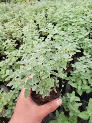 猫薄荷原土易活花坛紫花
