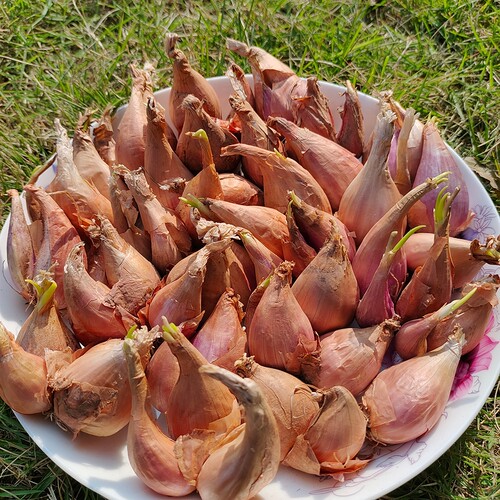 四川火葱头小香葱黄葱头干黄火葱炸葱油葱酥卤肉饭葱苗葱头