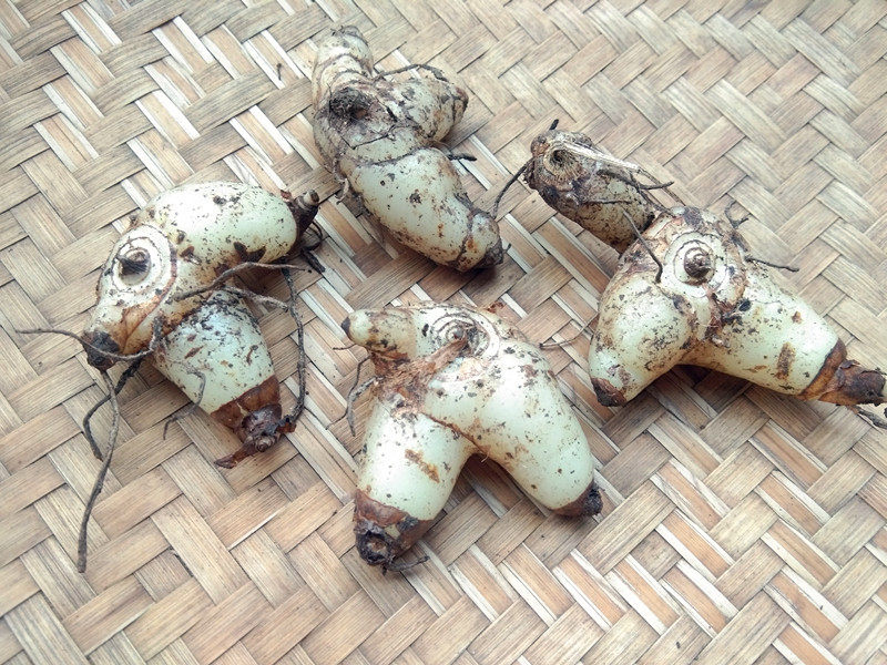 贵州特产新鲜白芨块茎 中药材三叉白及药用旱百级糯白芨个子500克