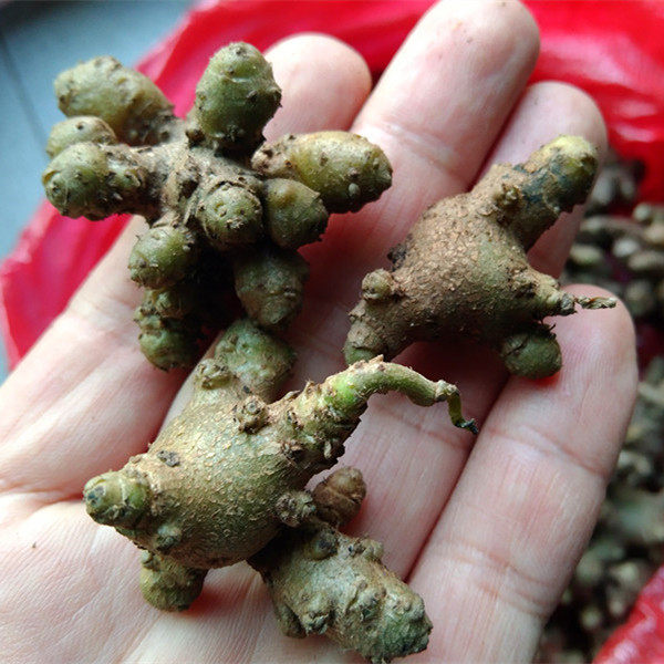 贵州新鲜藤三七中药材 小年药川七藤七土三七地产原药可栽活500克