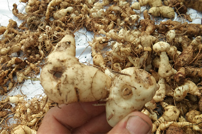 野生贵州新鲜姜黄500g包邮