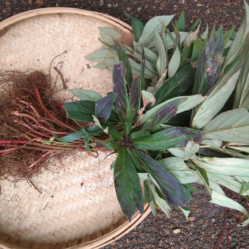 地产新鲜追风伞全草中药材 贵州药草惊风伞破凉伞公接骨丹追风散