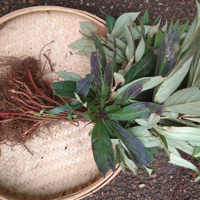 贵州地产追风伞全草中药材500g
