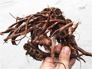 贵州山货大红活麻根中药材 清火麻荨麻根咬人草白活麻蝎子草500克