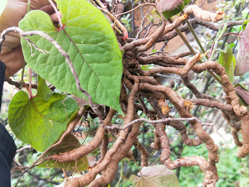 贵州草药毛血藤 中草药胖血藤飞蛾藤白花藤全根水洗新晒干货500克