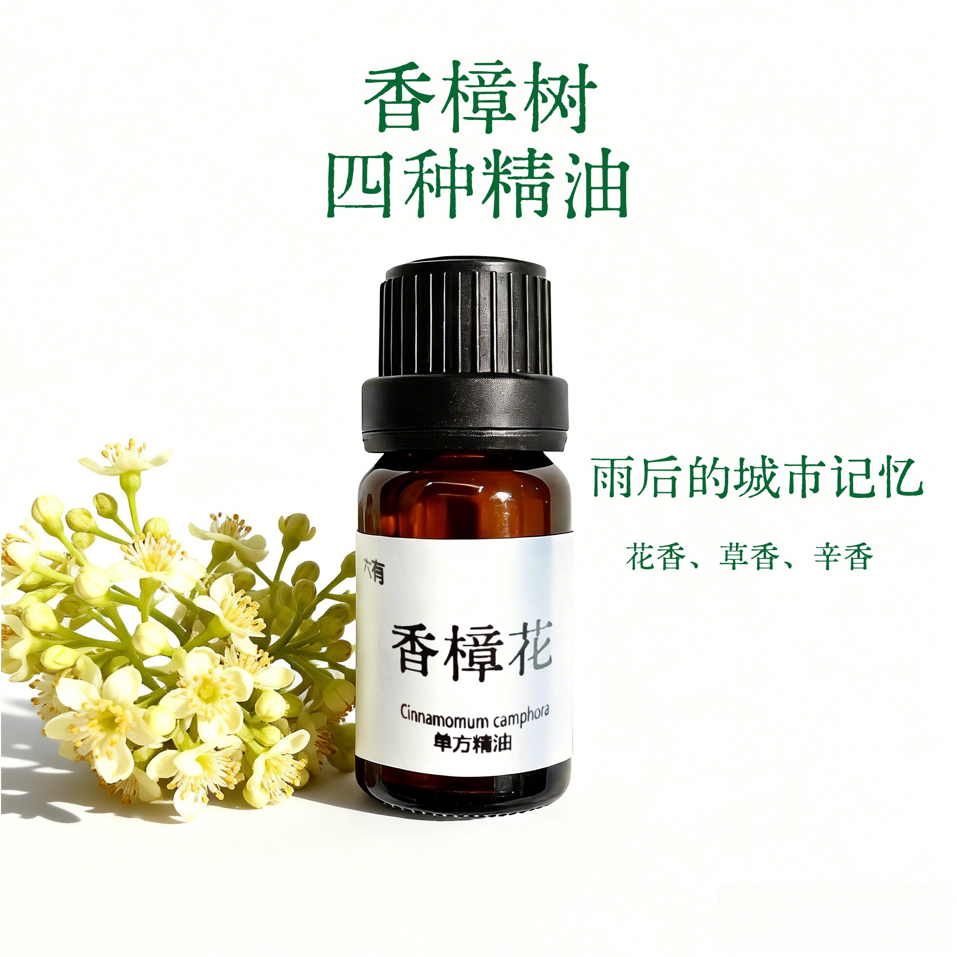 【香樟树的四季】香樟花 籽 叶 木 果 纯天然植物 单方精油